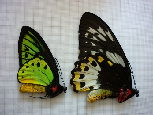 Butterfly entomology - butterfly,