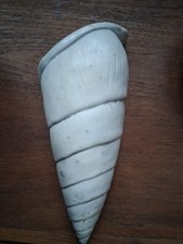 Shell Shaped Ceramic Wall