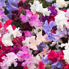 Bedding plants sweet pea - sweet,
