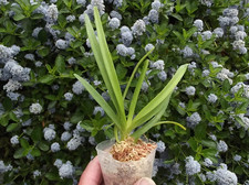 Rare Vanda Kupperi alba orchid