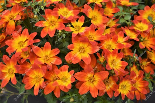 Trailing bidens red - 6,