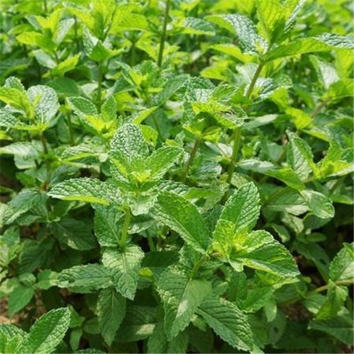 Green mint the best - best, spearmint
