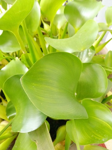 Water hyacinth leaves 100g sri - hyacinth,