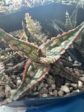 Aloe Hybrid Plant