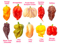 Worlds HOTTEST Chilli - 100