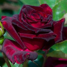 'Black Baccara' Hybrid Tea Rose Bush, Stunning Deep Maroon Velvety Flowers