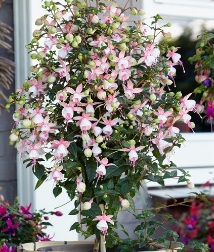 Fuchsia elma summer garden - 'elma',
