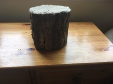 Oak wood tree log section slab