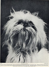 LHASA APSO HEAD STUDY OF NAMED DOG LOVELY OLD 1930'S DOG PRINT