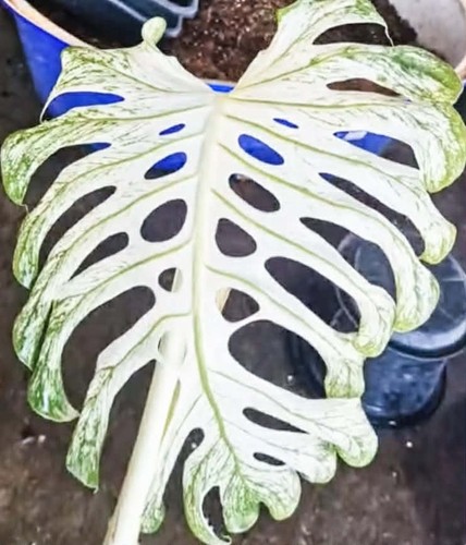 Rare monstera devil - monstera, variegated