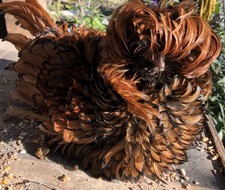 Polish Bantam Frizzle Hatching