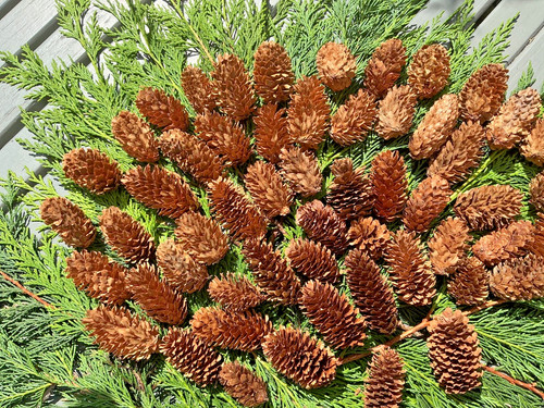 Small norway spruce fir - small,