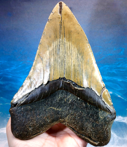 Monster megalodon shark - megalodon,