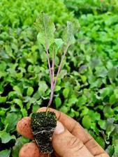 January King Cabbage Plug