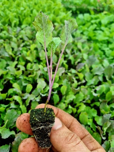 January king cabbage plug - cabbage,