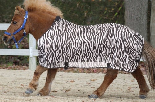 Miniature horse zebra print - miniature,