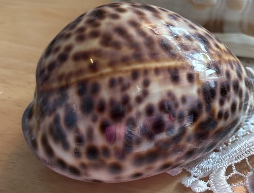 Tiger cowrie shell - cowrie, glossy