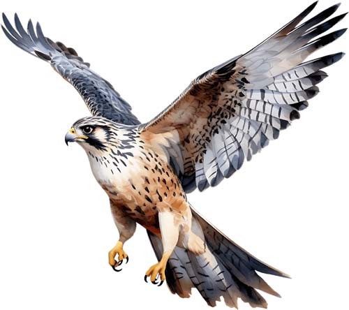 Watercolour falcon bird wall - falcon,