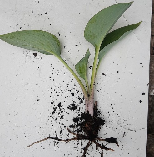 Hosta halcyon perennial - x,