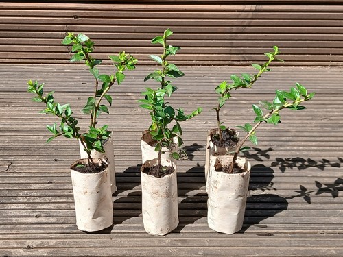 Lonicera nitida hedging box - lonicera,