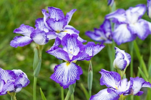 Iris ensata dinner plate - iris,