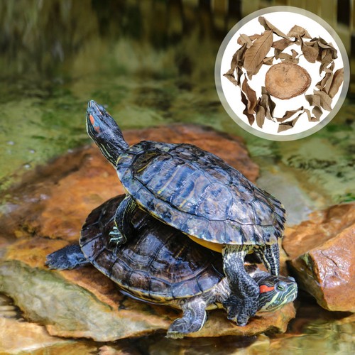 Natural wood turtle platform - turtle,