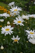 Shasta Daisy,  LEUCANTHEMUM