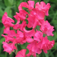 Sweet Pea - Mumsie - Kings Seeds Pictorial Pack - 20 Seeds