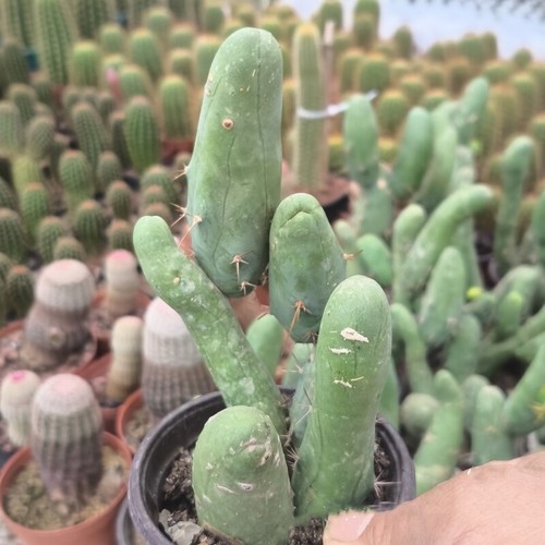 10cm succulent cactus plant - 10cm,