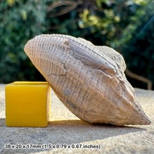 Volutospina luctator fossil gastropod - eocene barton beds, uk | genuine + coa