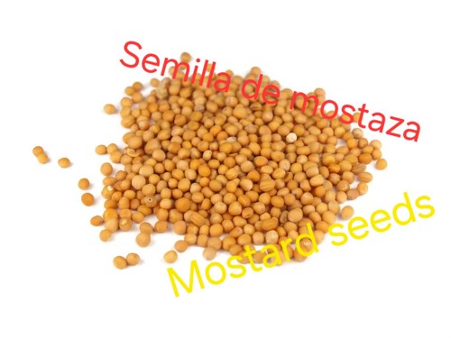 Mostard seed semilla - seed_,