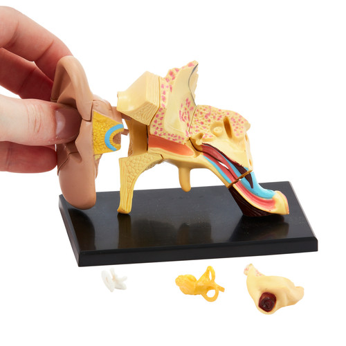 Human anatomy ear - ear, 14