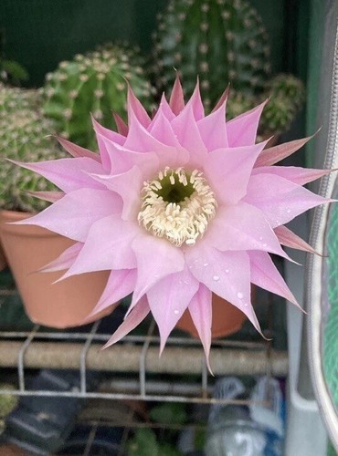 Echinopsis easter lilly cactus - easter,