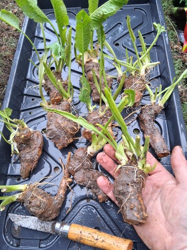 Horse radish plants large - plants,