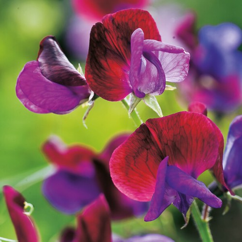 Sweet pea wild - -,