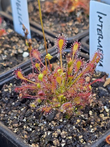 Drosera intermedia carnivorous - drosera,