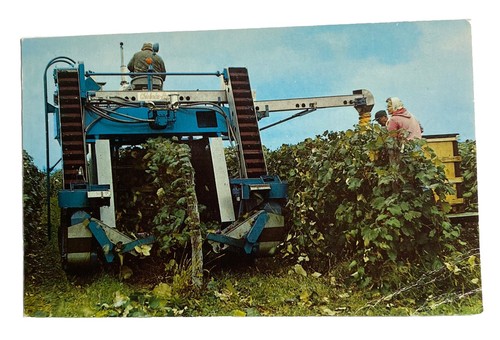 Concord grape picker - concord, farm