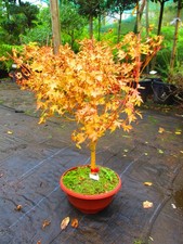 2ft inc. pot OUTDOOR Bonsai Tree Golden Stem Japanese Maple - Acer BiHo