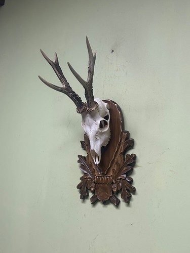 Roe deer horns - ,, antlers