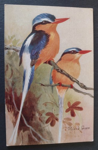 Bird postcard the - postcard,, white