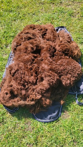Alpaca fleece zoie - alpaca,