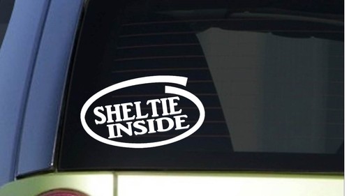 Sheltie inside i298 - sheltie, wide