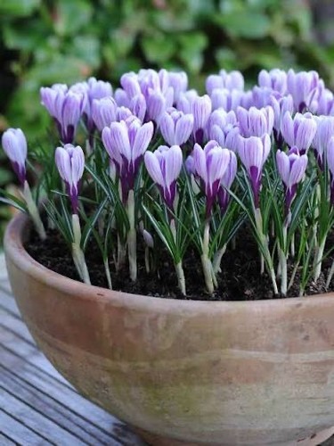 Striped crocus pickwick - striped,