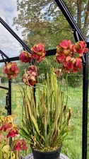 Sarracenia Seedlings from