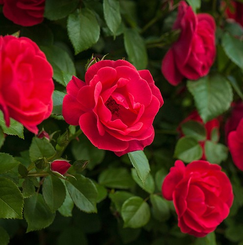 Rose bush pot pick - in,