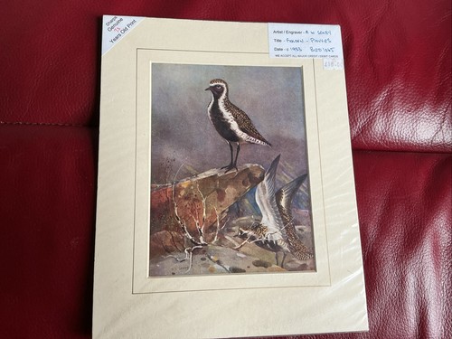 Seaby golden plovers - a.w,