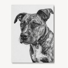 Staffordshire Bull Terrier Pencil Drawing Black & White Staffy Print Dog Gift 