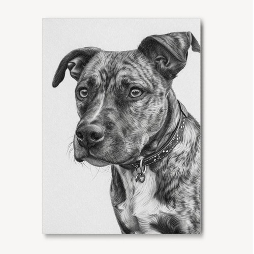 Staffordshire bull terrier - staffordshire,