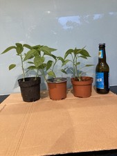 Padron Chilli pepper , 2