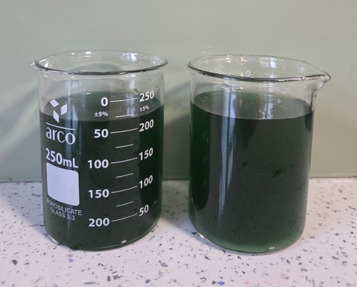500ml nannochloropsis marine - nannochloropsis, (marine